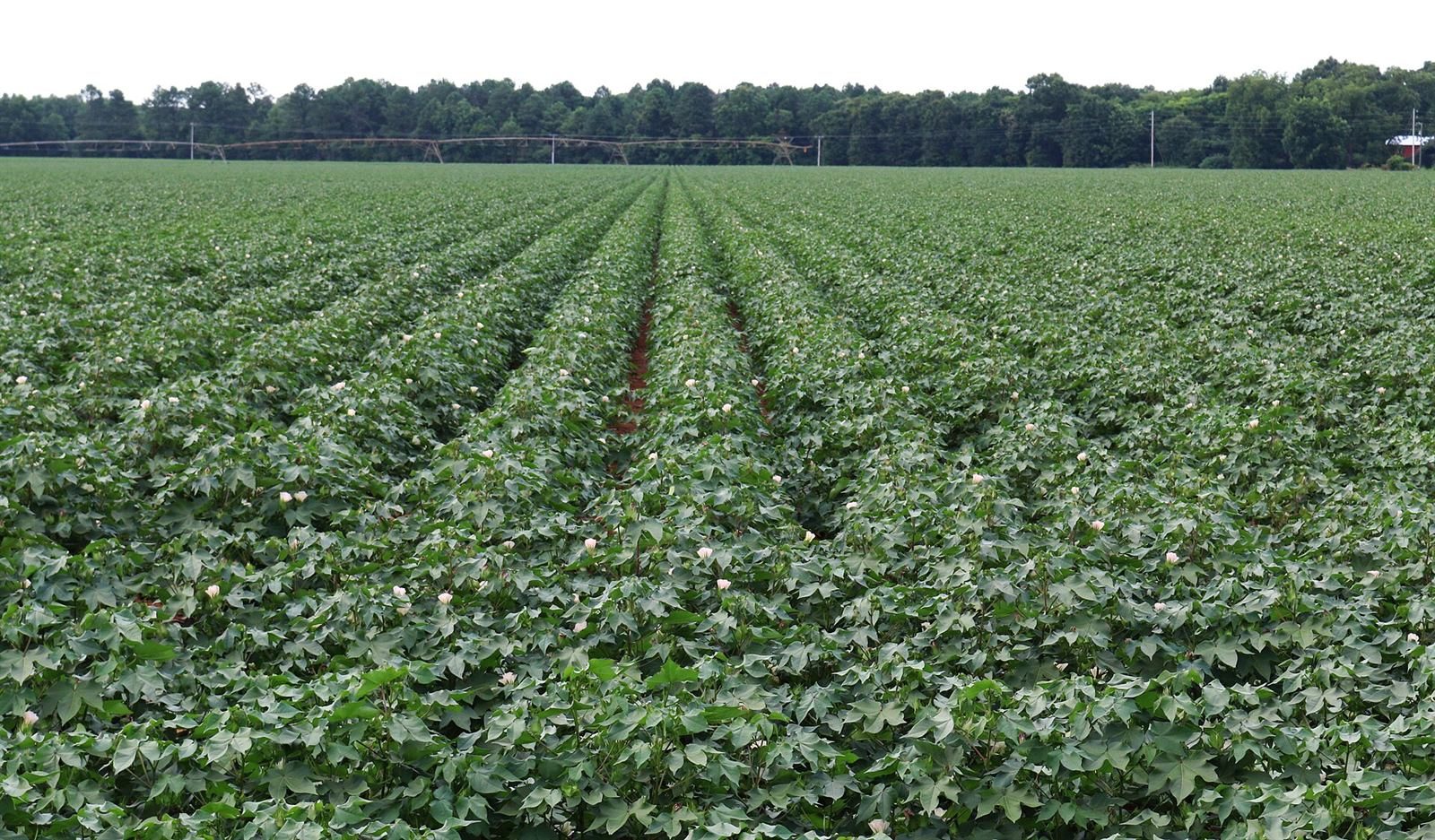 A green cotton field in rows